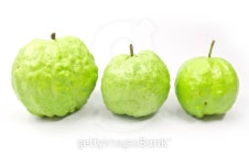 Guava 1 이미지 (468422159) - 게티이미지뱅크 Guava 1