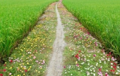 Country road 이미지 (175783328) - 게티이미지뱅크 Country road