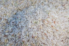 close up half milled rice 이미지 (462435199) - 게티이미지뱅크 close up half milled rice
