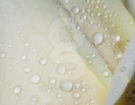 dew on  rose 이미지 (450578015) - 게티이미지뱅크 dew on  rose