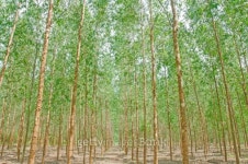 Plantation of Eucalyptus for paper industry 이미지 (185932018) - 게티이미지뱅크 Plantation of Eucalyptus for paper industry