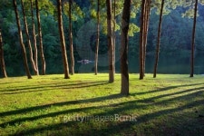 Pine Tree Forest at Pang Ung lake 이미지 (178788020) - 게티이미지뱅크 Pine Tree Forest at Pang Ung lake