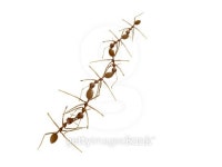 ant team 이미지 (181512085) - 게티이미지뱅크 ant team