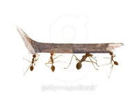 ant team 이미지 (181512092) - 게티이미지뱅크 ant team