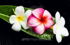 beatiful frangipani 이미지 (184894843) - 게티이미지뱅크 beatiful frangipani