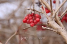 Red berries in winter 이미지 (187071401) - 게티이미지뱅크 Red berries in winter