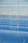 Renewable Energy: Solar, Fresnel collectors 이미지 (170496717) - 게티이미지뱅크 Renewable Energy: Solar, Fresnel collectors