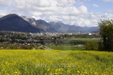 Yellow field of colza flower 이미지 (178848457) - 게티이미지뱅크 Yellow field of colza flower