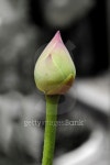Lotus bud 이미지 (452712305) - 게티이미지뱅크 Lotus bud