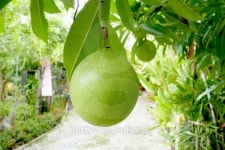 Cerbera odollam fruit 이미지 (174583326) - 게티이미지뱅크 Cerbera odollam fruit