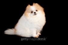 Pomeranian lulu 이미지 (179569464) - 게티이미지뱅크 Pomeranian lulu