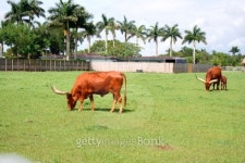 Longhorns 이미지 (178116427) - 게티이미지뱅크 Longhorns