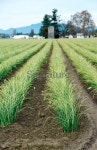 Green onions growing in Skagit Valley WA 이미지 (181098297) - 게티이미지뱅크 Green onions growing in Skagit Valley WA