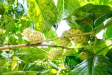 morinda plant 이미지 (184586888) - 게티이미지뱅크 morinda plant