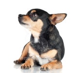 177769813 : 미리보기 - 게티이미지뱅크 black chihuahua dog