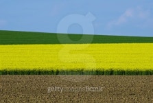 Farbenspiel zur RapsblÃ¼te 이미지 (454980161) - 게티이미지뱅크 Farbenspiel zur RapsblÃ¼te