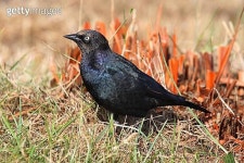 Male Brewers Blackbird 이미지 (177698613) - 게티이미지뱅크 Male Brewers Blackbird