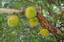 Jackfruit on the tree 이미지 (179106248) - 게티이미지뱅크 Jackfruit on the tree