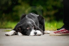 little puppy border collie lying near people foot 이미지 (179230862) - 게티이미지뱅크 little puppy border collie lying near... 