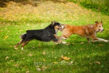 two funny dogs play together 이미지 (178558759) - 게티이미지뱅크 two funny dogs play together