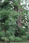 Ginkgo Biloba tree 이미지 (187439298) - 게티이미지뱅크 Ginkgo Biloba tree