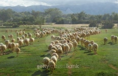 Sheep, farm and mountains 이미지 (174452682) - 게티이미지뱅크 Sheep, farm and mountains