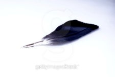 Quill Pen 이미지 (185157133) - 게티이미지뱅크 Quill Pen