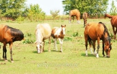 Herd of Horses 이미지 (176505360) - 게티이미지뱅크 Herd of Horses