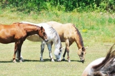 Three Horses 이미지 (178472059) - 게티이미지뱅크 Three Horses