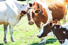 Brown Holsteins 이미지 (175787930) - 게티이미지뱅크 Brown Holsteins