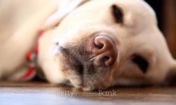 Big sad dog 이미지 (178176172) - 게티이미지뱅크 Big sad dog