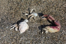 Schatzfund am Strand 이미지 (187525705) - 게티이미지뱅크 Schatzfund am Strand