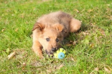 small Basque shepherd puppy lying on the floor 이미지 (178546591) - 게티이미지뱅크 small Basque shepherd puppy lying on the floor