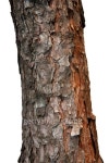 Bark of a pine tree include clipping path 이미지 (452535615) - 게티이미지뱅크 Bark of a pine tree include clipping path