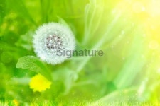 Spring water drop dandelion on green natural background 이미지 (180720272) - 게티이미지뱅크 Spring water drop dandelion on... 