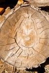 Texture natural old wooden background . 이미지 (176978736) - 게티이미지뱅크 Texture natural old wooden background .