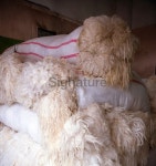 raw sheep wool 이미지 (187031147) - 게티이미지뱅크 raw sheep wool