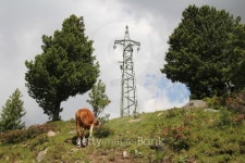 Calf standing in a field with Rhododendron (Alpenrose) 이미지 (453771547) - 게티이미지뱅크 Calf standing in a field with... 