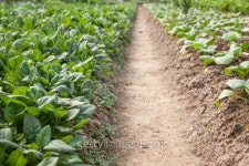 Spinach field 이미지 (178130986) - 게티이미지뱅크 Spinach field