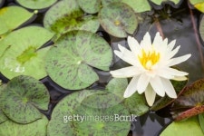 white water lily 이미지 (478267449) - 게티이미지뱅크 white water lily
