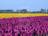Fields of purple and yellow tulips 이미지 (186562336) - 게티이미지뱅크 Fields of purple and yellow tulips
