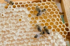 bees eat honey 이미지 (178772621) - 게티이미지뱅크 bees eat honey