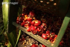 Organic coffee M(오가닉커피엠) | organic coffee beans. 이미지 (454346489) - 게티이미지뱅크 organic coffee beans.