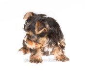 Puppy yorkshire terrier on the white background 이미지... 게티이미지뱅크 Puppy yorkshire terrier on the white background