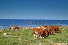 Cows 이미지 (465562105) - 게티이미지뱅크 Cows