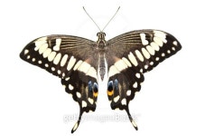 American Swallowtail 이미지 (184639739) - 게티이미지뱅크 American Swallowtail