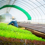 Hydroponic vegetable in a garden. 이미지 (187103906) - 게티이미지뱅크 Hydroponic vegetable in a garden.