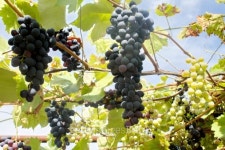 Cluster of vine. 이미지 (179774366) - 게티이미지뱅크 Cluster of vine.