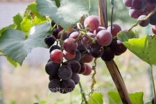 Cluster of vine. 이미지 (186912541) - 게티이미지뱅크 Cluster of vine.