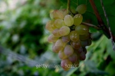 Cluster of vine. 이미지 (179968671) - 게티이미지뱅크 Cluster of vine.